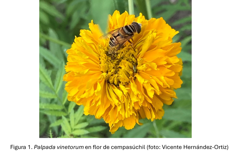 Palpada vinetorum en flor de cempasúchil