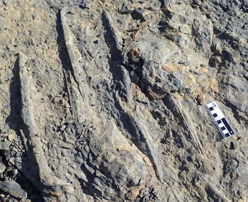Huellas fósiles de dinosaurios