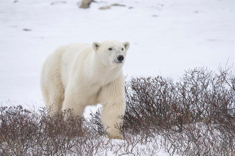 Oso polar caminando por la nieve