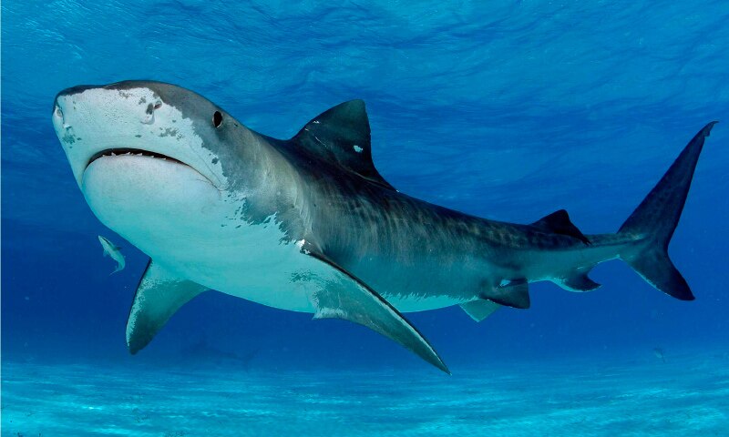 Tiburón tigre