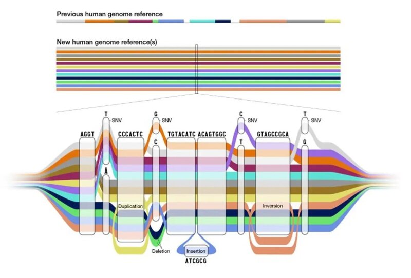 Nuevo mapa de referencia del genoma humano