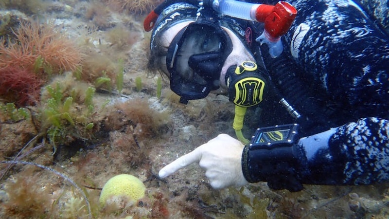 Buzo señala una esponja amarilla en el fondo marino