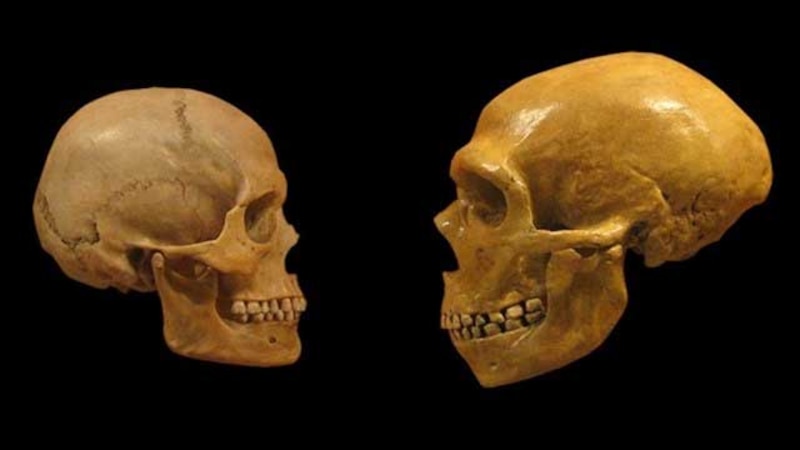 Comparación de cráneos humanos