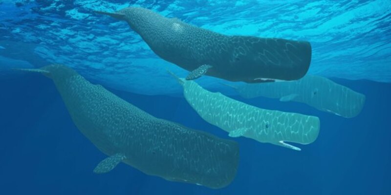 Un grupo de cachalotes nadando en el océano.