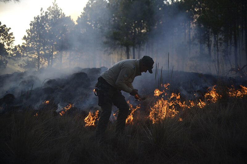Bombero forestal combate un incendio