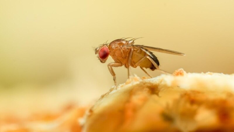 La mosca de la fruta