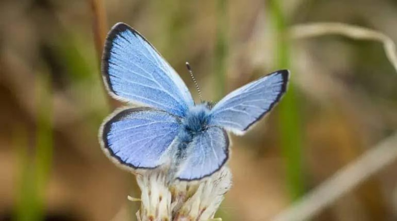 Una hermosa mariposa azul en una flor silvestre