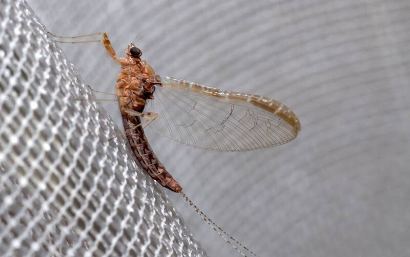 Mosca de mayo