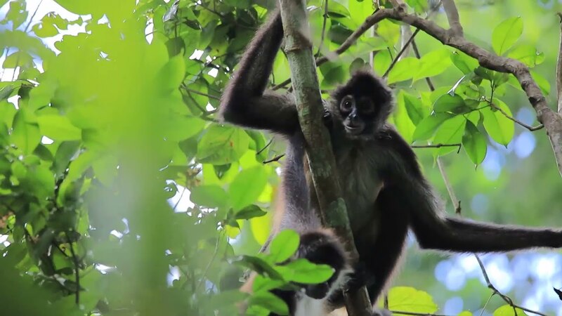 Mono araña en la selva