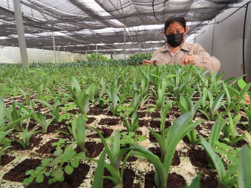 Mujer trabajando en un vivero de plantas