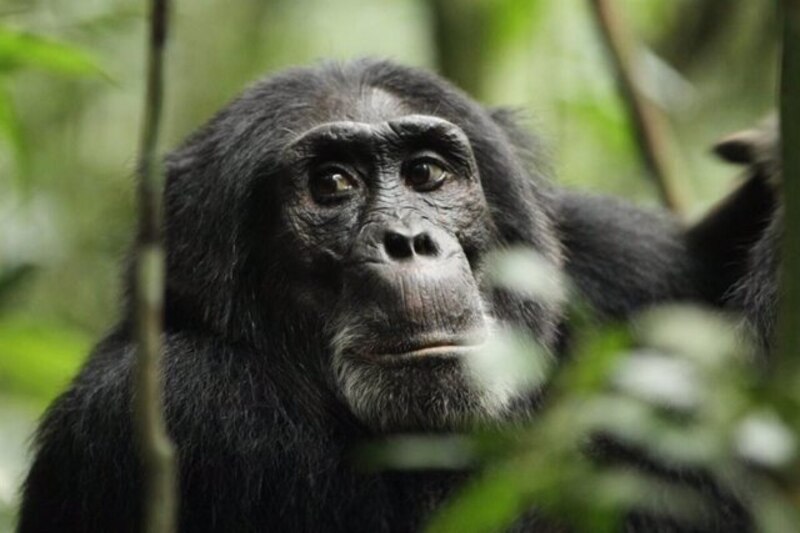 Chimpancé en la selva