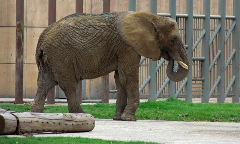 Elefante en el zoológico