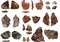 Homínidos afilaban lascas para desmembrar animales hace 430 mil años  