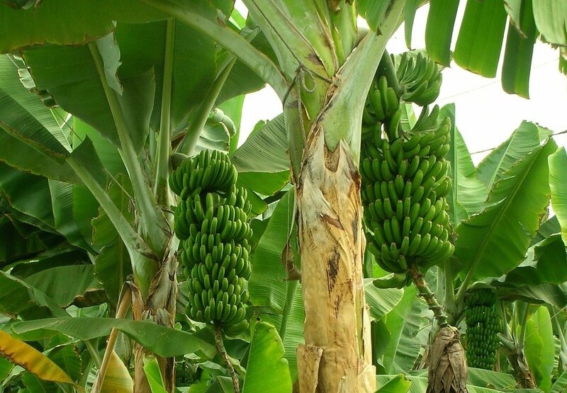Árbol de platano