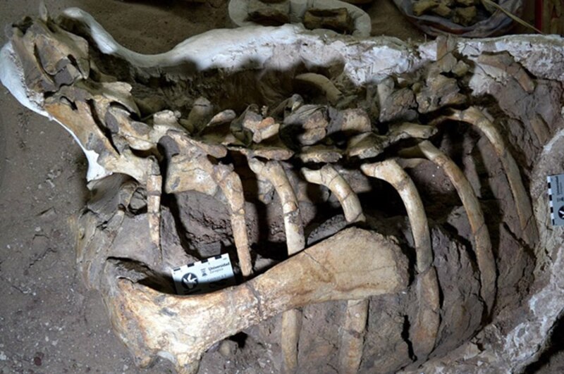 Restos fósiles de un mamut encontrados en Siberia