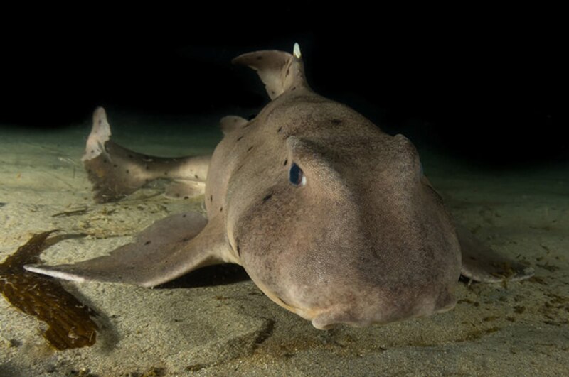 Tiburón duende