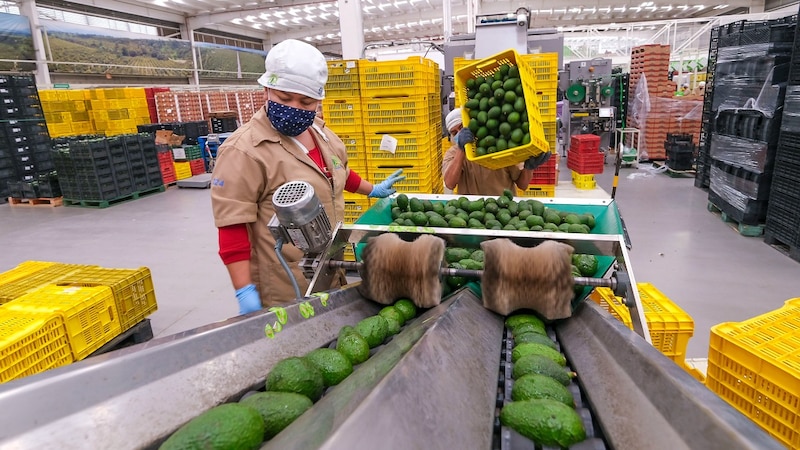Trabajadores clasificando aguacates en una empacadora