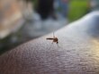 El dengue cubrirá la práctica totalidad de Brasil y México para 2039, según un estudio