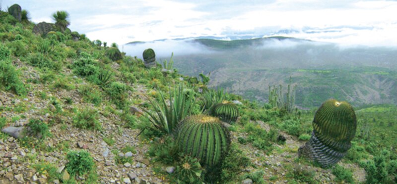 Los cactus en su hábitat natural