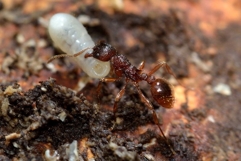 Hormiga llevando una larva
