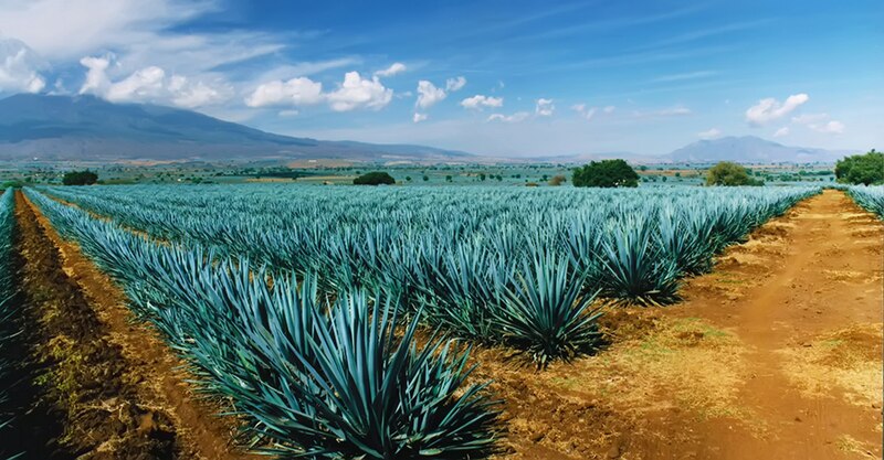 Un campo de agave azul en Tequila, Jalisco, México.