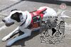Conoce a Epi, la perrita líder del proyecto de Unidad Canina para Apoyo Emocional de la UNAM