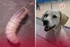 Gusano barrenador llega a la CDMX: así puedes detectar si tu perrito está infectado; todos los síntomas