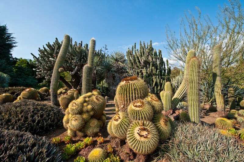 Jardín de cactus