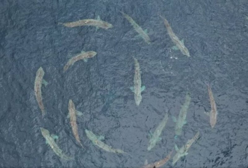 Un banco de tiburones en círculo