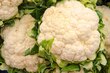 ¿Dónde se cultiva lo que comemos? La coliflor que llega a su mesa, seguramente viene de Guanajuato
