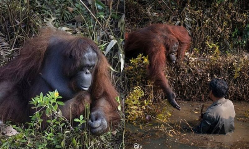 Orangután en peligro de extinción Orangután en peligro de extinción Orangután en peligro de extinción Orangután en peligro de extinción Orangután en peligro de extinción Orangután en peligro de extinción Orangután en peligro de extinción Orangután e
