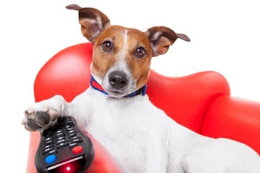 Humanizar al animal: ahora un canal de televisión para perros