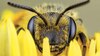 Picadura de abeja causa más decesos  que la de alacrán o mordida de serpiente 
