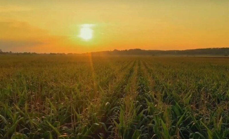 Atardecer en el campo