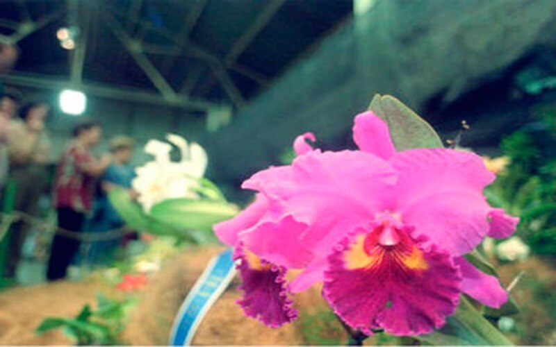 Hermosa orquídea Cattleya en flor