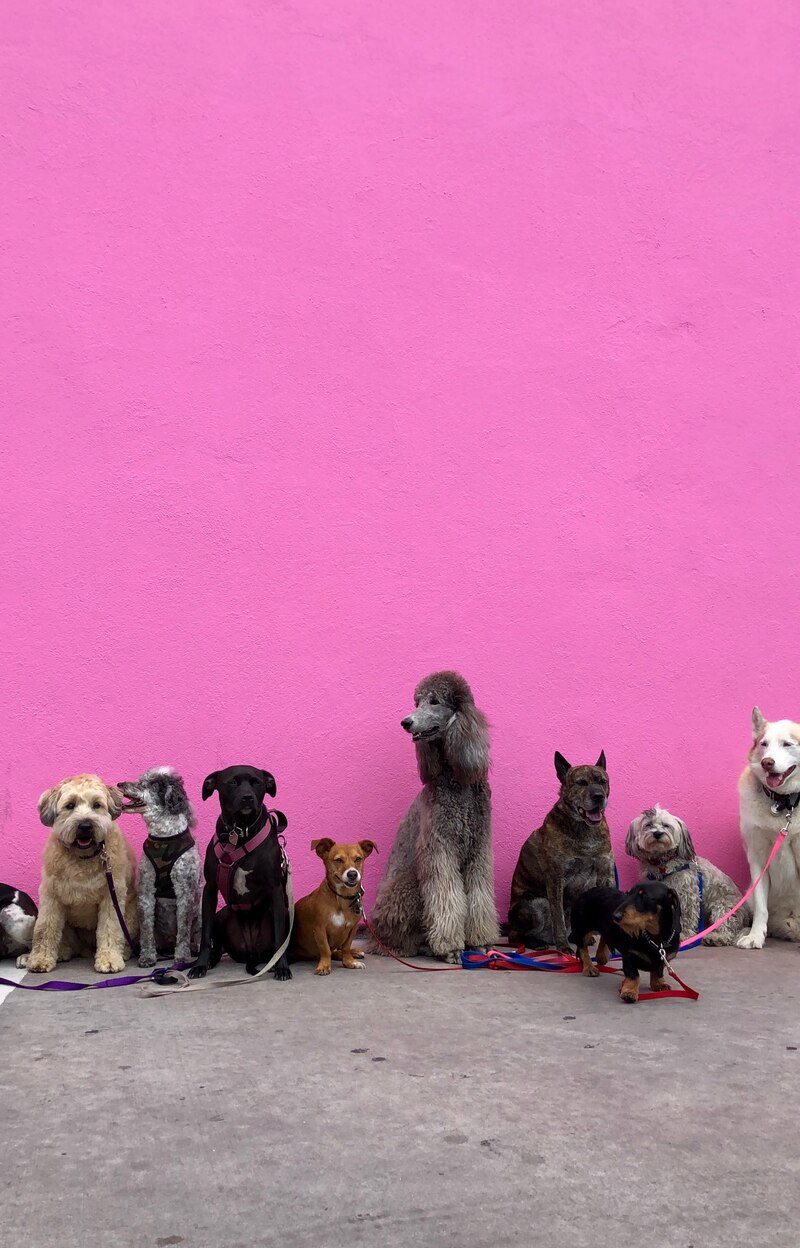 Perros sentados en fila frente a un muro rosa