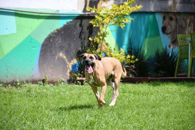 Perro corriendo en el parque
