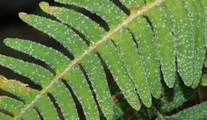 Detalle de una hoja de helecho