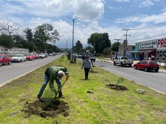 Reforestan el camellón frente al Hospital Pedro López en Ixtapaluca 