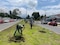 Reforestan el camellón frente al Hospital Pedro López en Ixtapaluca 