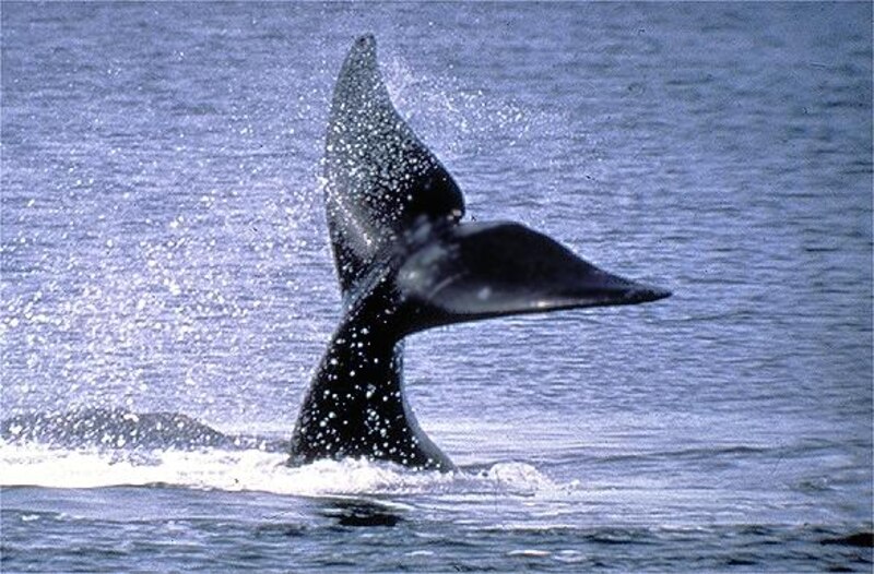 Cola de ballena