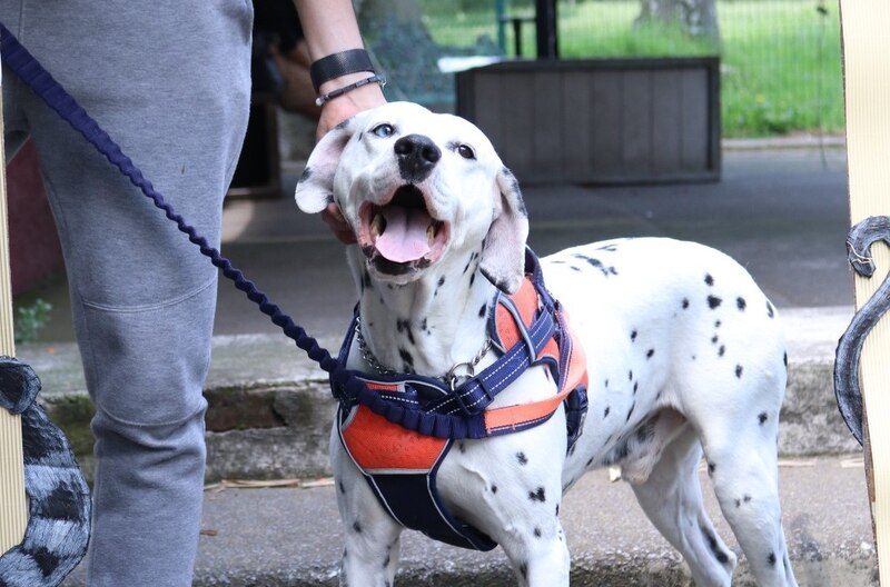 Perro dálmata con arnés naranja y correa azul