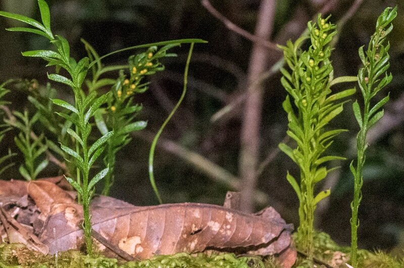 Helechos jóvenes creciendo en el suelo del bosque