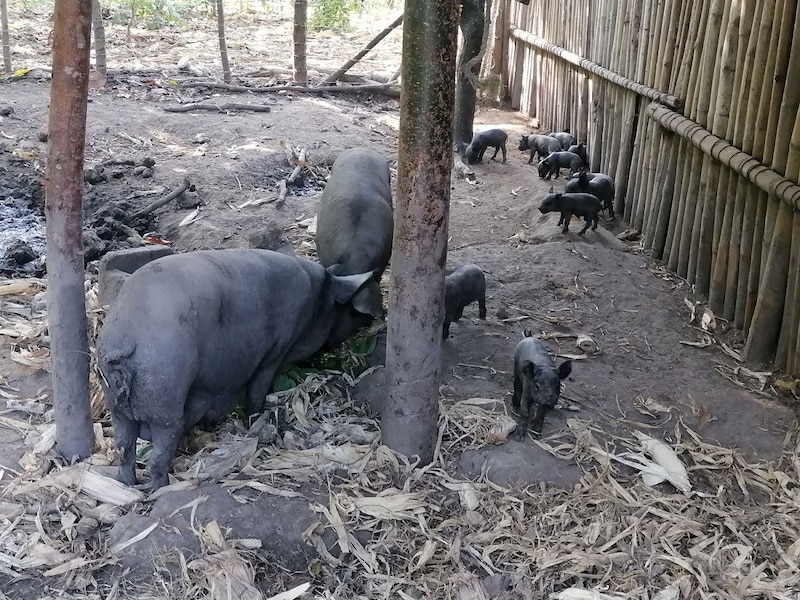 Cerdos en una granja