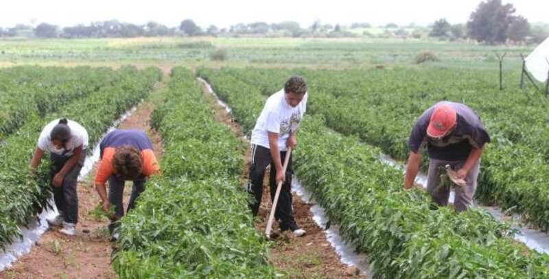 Jornaleros trabajando en el campo
