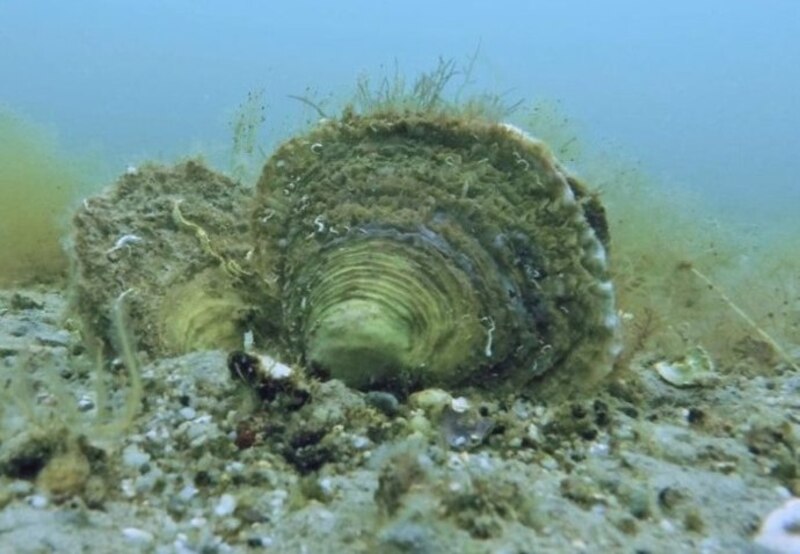 Ostra