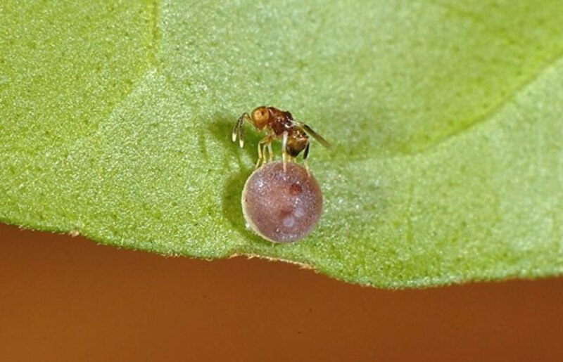 Una avispa parasitoide pone un huevo en la pupa de una mosca.