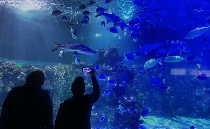 Acuario