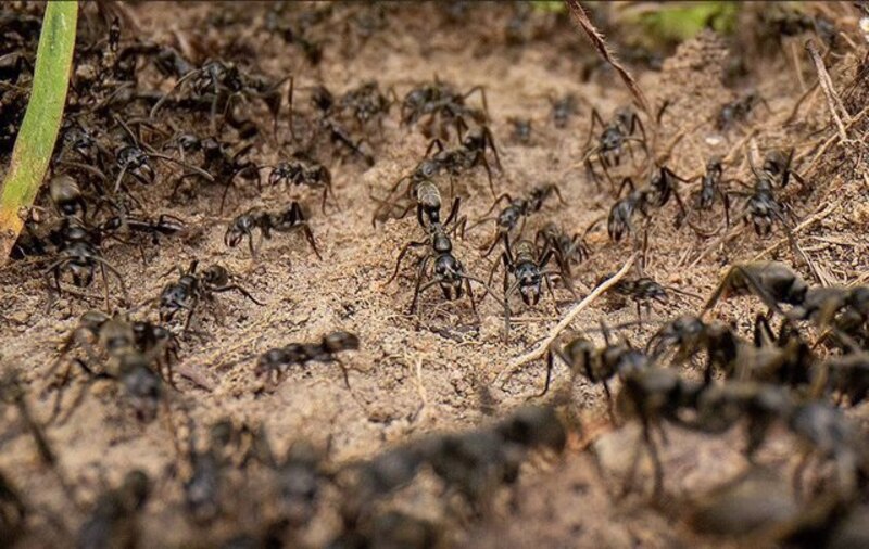 Hormigas trabajando juntas para recolectar comida