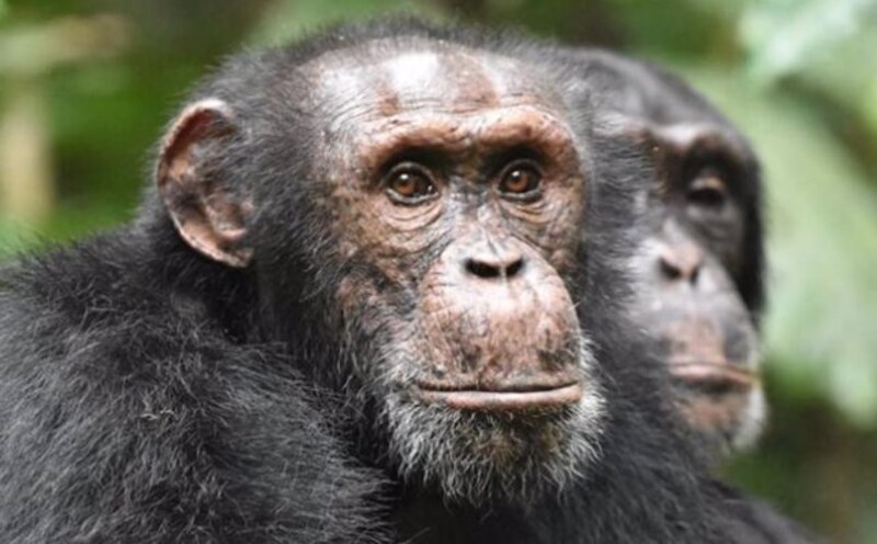 Chimpancés en la selva